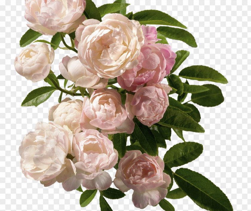 Excersise Ribbon Garden Roses Cut Flowers Cabbage Rose Floral Design PNG