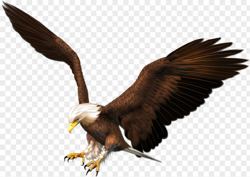 Mothman Bald Eagle Bird Of Prey Accipitriformes PNG