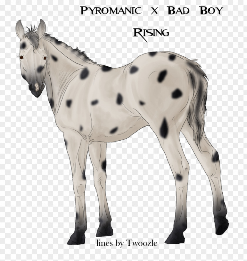 Mustang Mule Foal Stallion Colt PNG