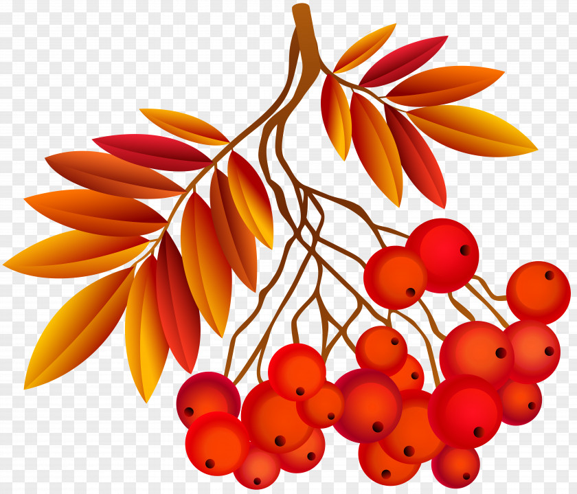 Autumn Leaf Deco Plant Image Southern Hemisphere Northern Season September Equinox PNG