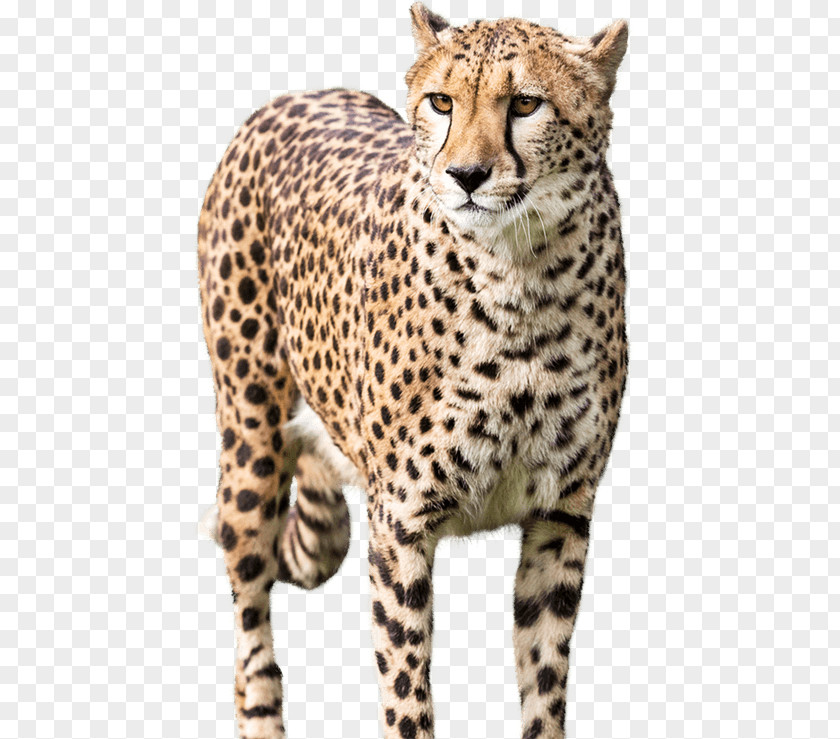 Cheetah National Zoo & Aquarium Leopard PNG