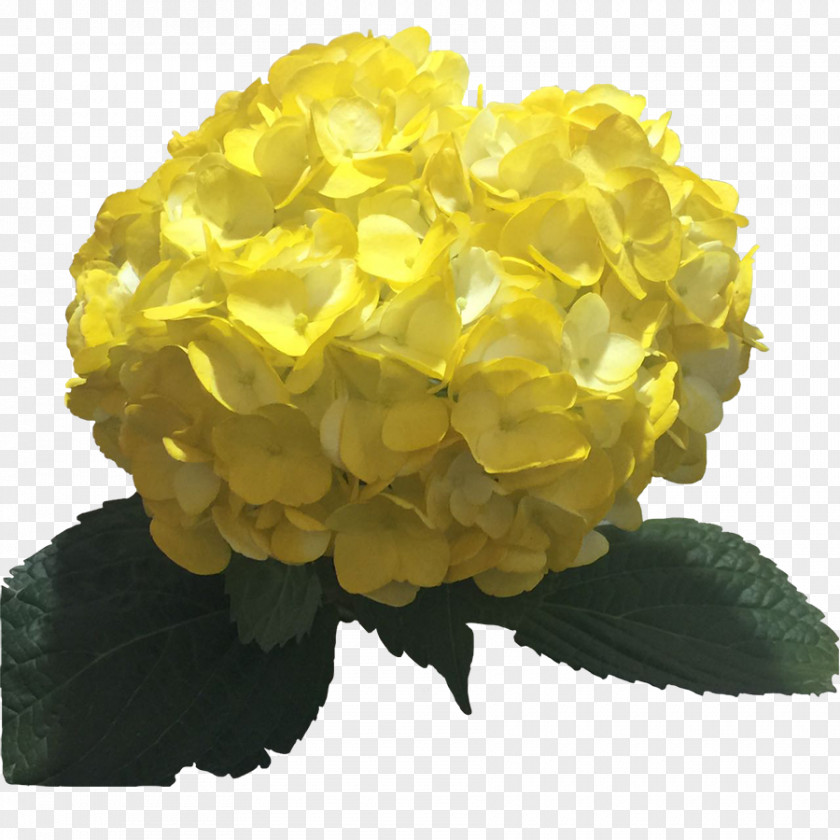 Hydrangea Yellow Flower Color Light PNG