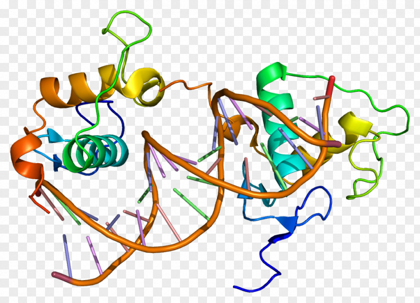 Retinoic Acid Receptor Gamma Beta PNG