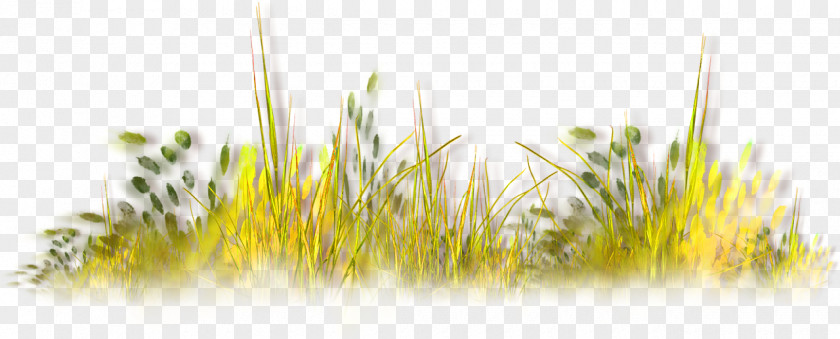 Autumn Grass PNG