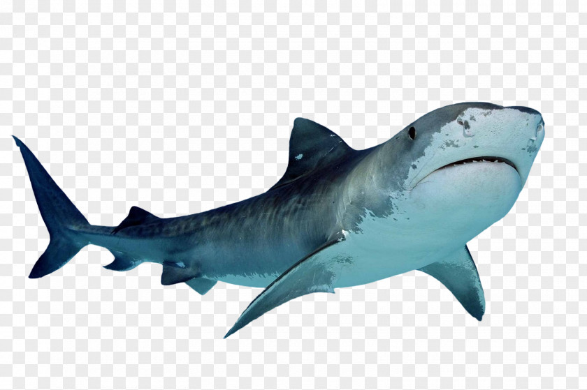 BABY SHARK Tiger Shark Clip Art PNG