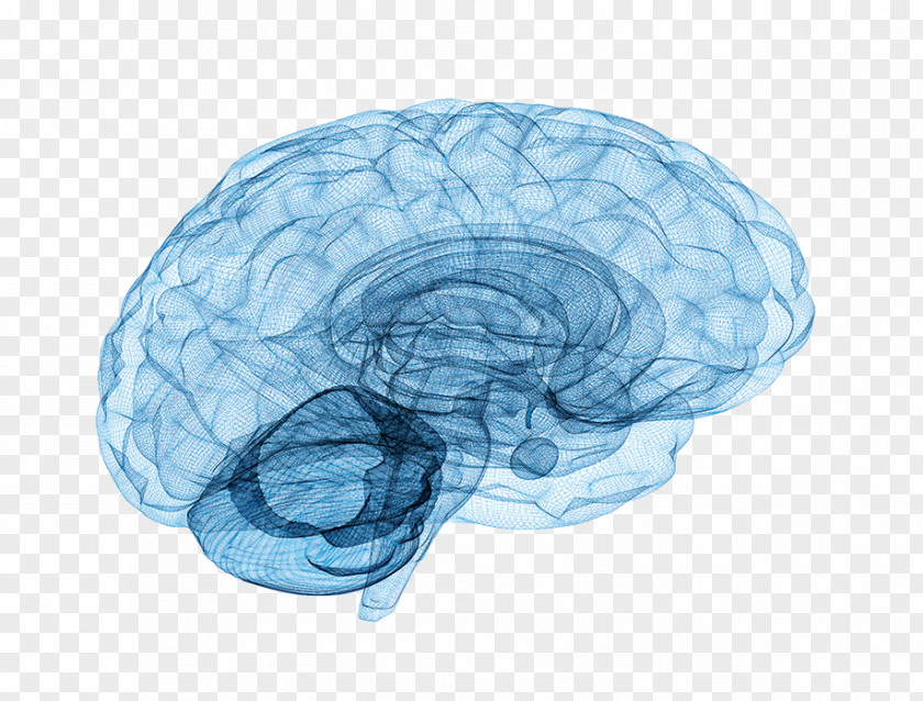 Brain Tumor Neuroscience Neurology Spinal Cord PNG