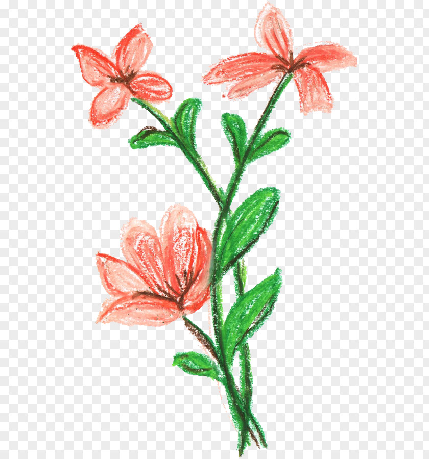 CRAYON Cut Flowers Plant Stem Amaryllis Belladonna PNG