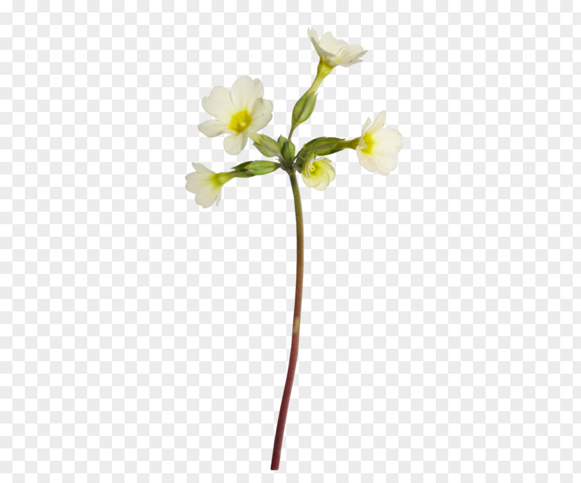 Flower Blog Sina Corp PNG