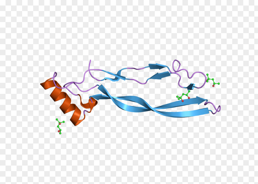 GDF5 GDF11 Growth Differentiation Factor Protein Gene PNG