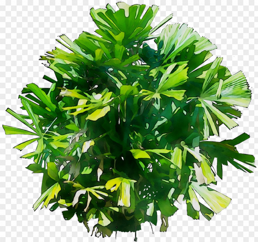 Herb Tree PNG