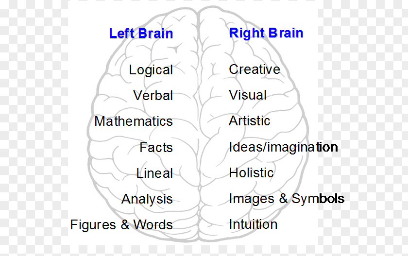 Left And Right Brain Human Behavior Organism Cerebral Hemisphere PNG