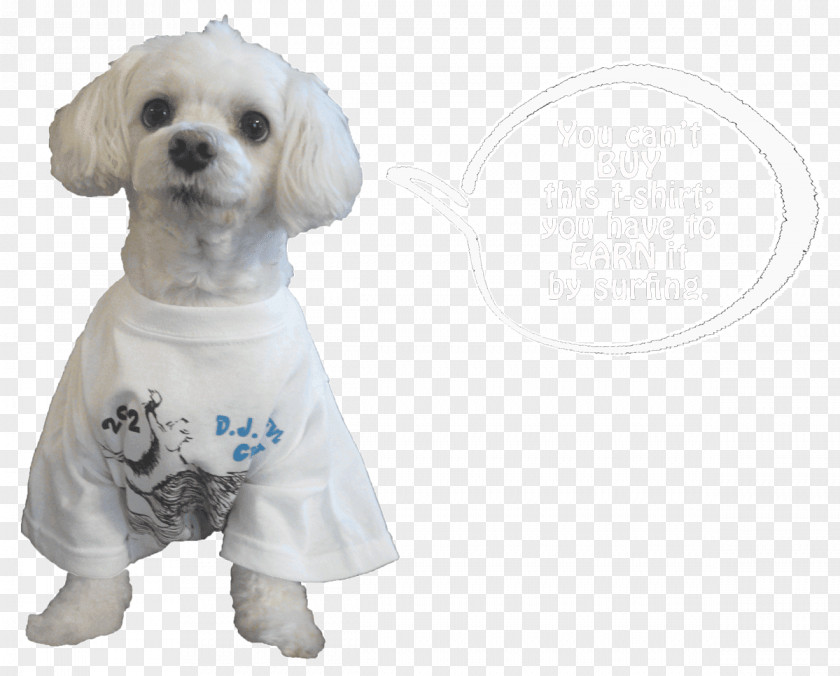 Puppy Dog Breed Maltese Love Companion PNG