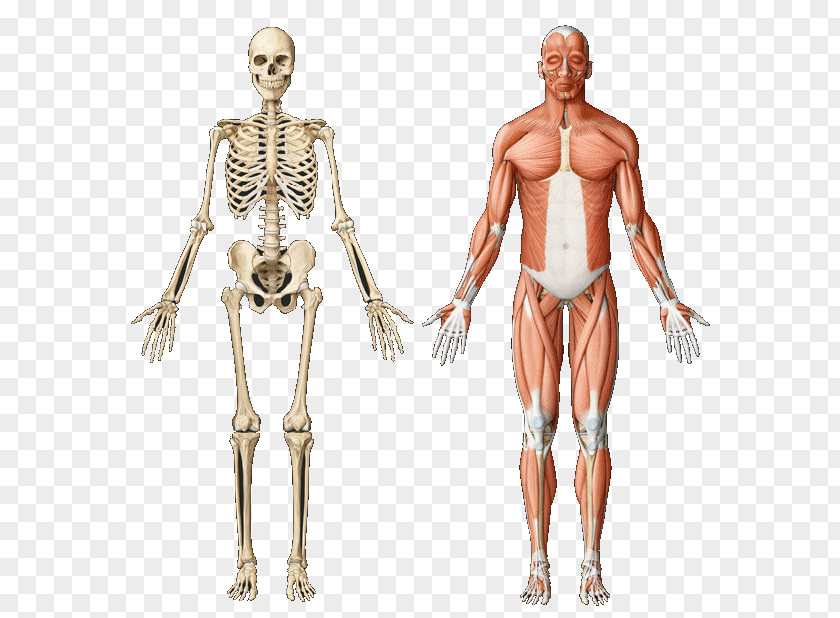 Skeletal Muscle Anatomy Muscular System Human Skeleton PNG
