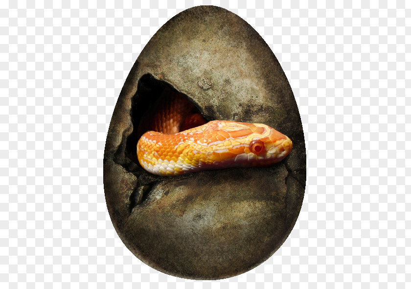 Snake Drawing Boa Constrictor Easter Egg PNG