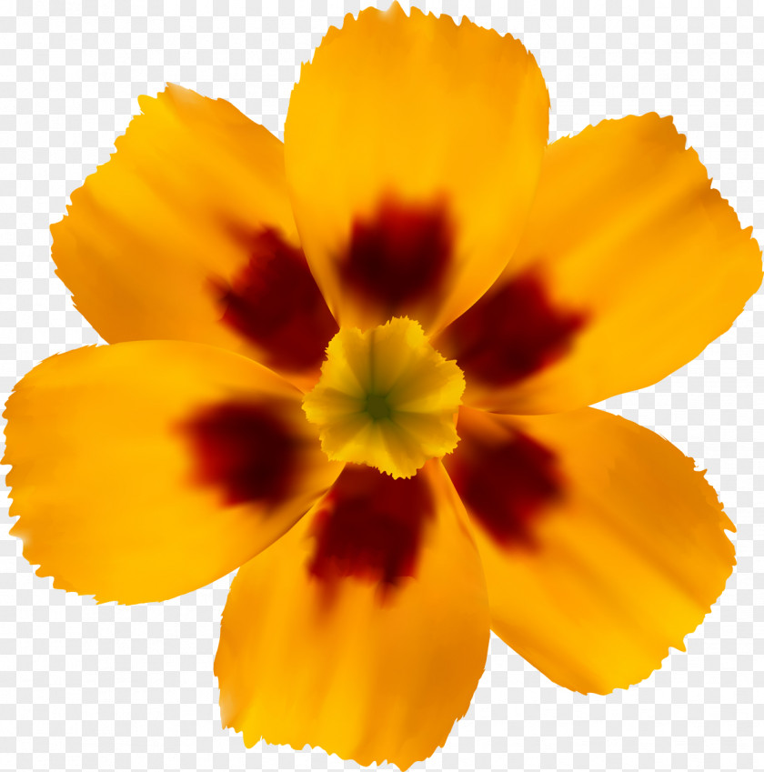 Flower Flowering Plant Pot Marigold Annual Petal PNG