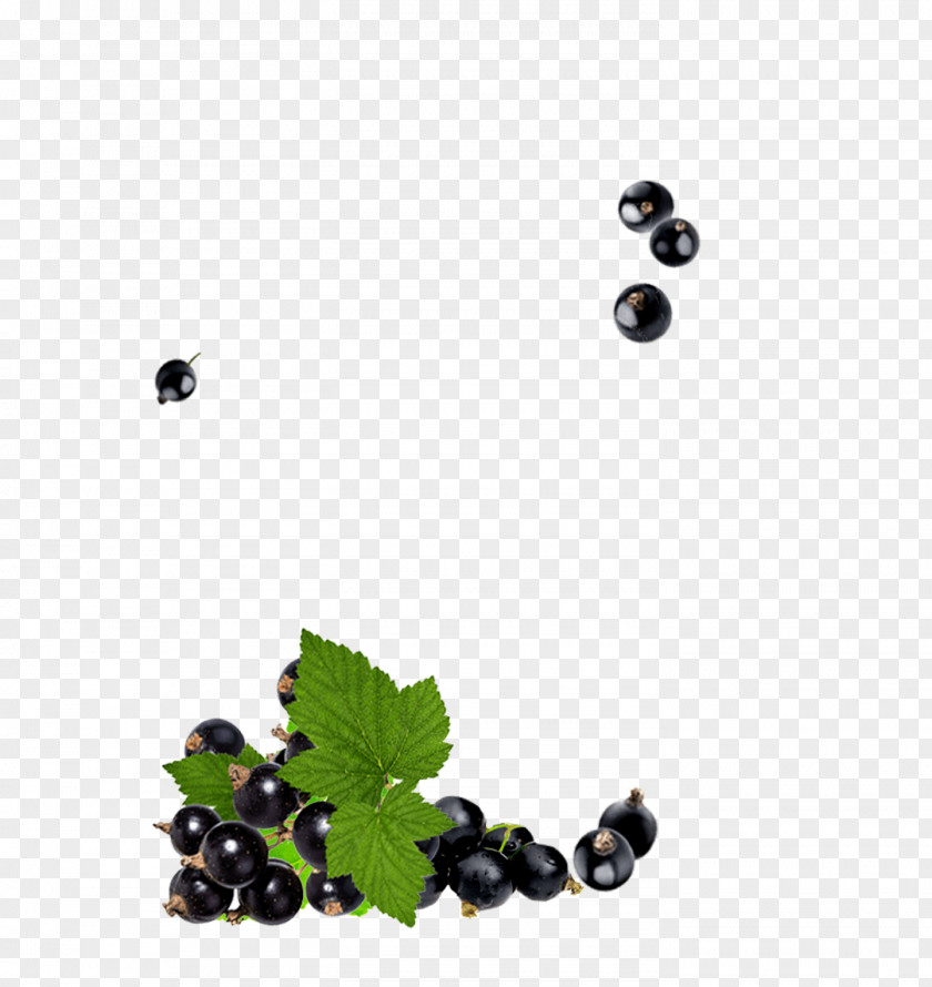 Food Chokeberry Berry Plant Fruit Bilberry Blackberry PNG