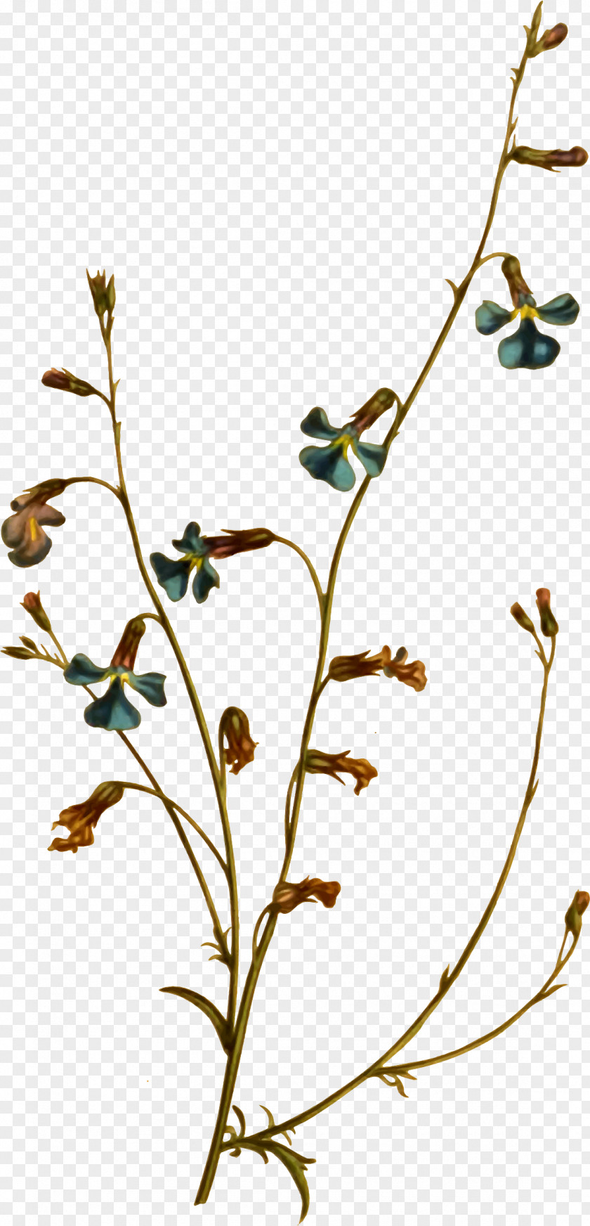 Leaf Twig Plant Stem Flowering Clip Art PNG