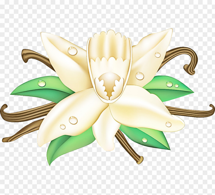 Petal Plant White Green Lily Flower PNG