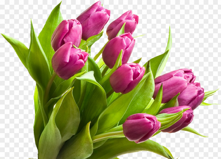 Tulip Flower Bouquet Leaf Petal PNG