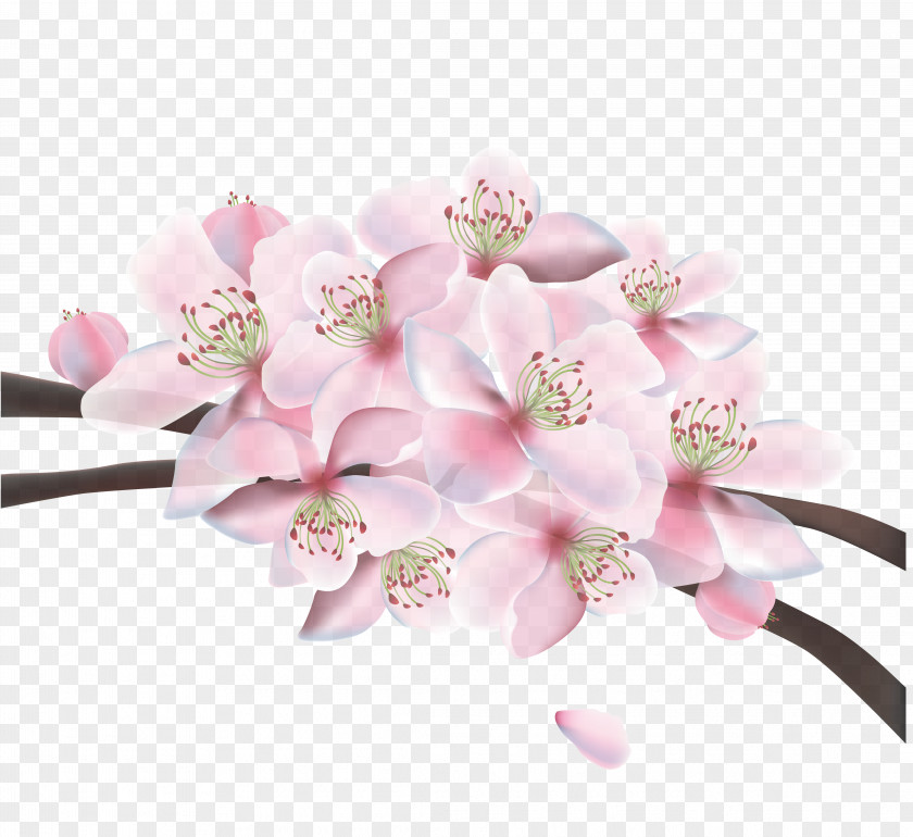 Beautiful Cherry Vector Material Blossom PNG