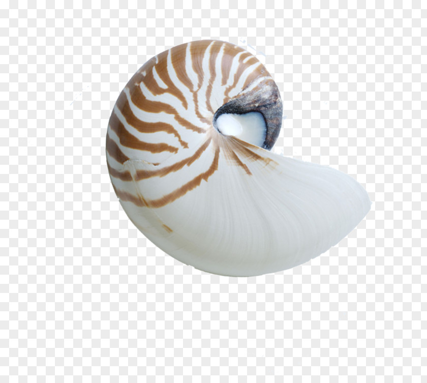 Conch Chambered Nautilus Seashell Sea Snail PNG