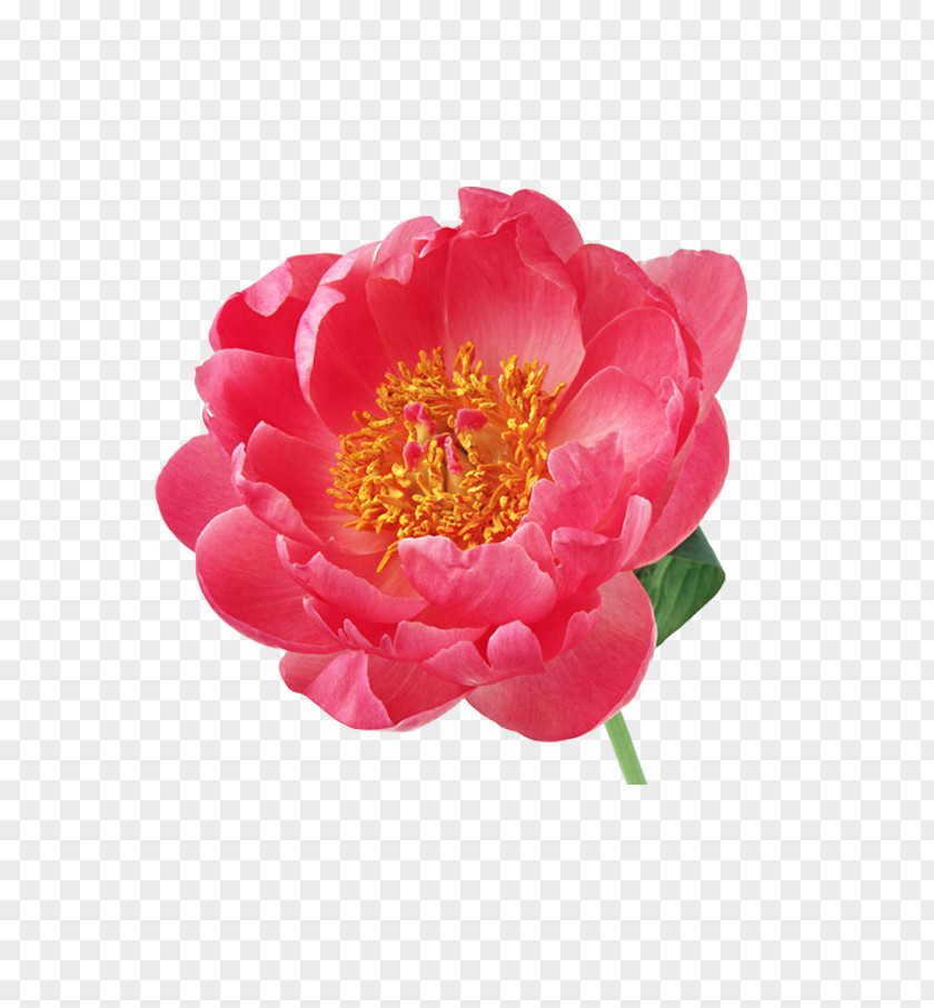 Floral Elements Flower Peony Albom Clip Art PNG