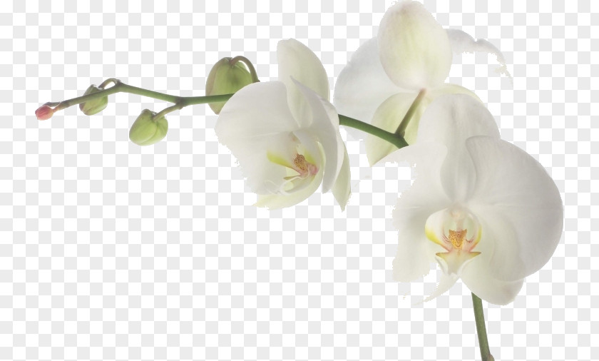 Plant Stem Orchids Of The Philippines Flowers Background PNG
