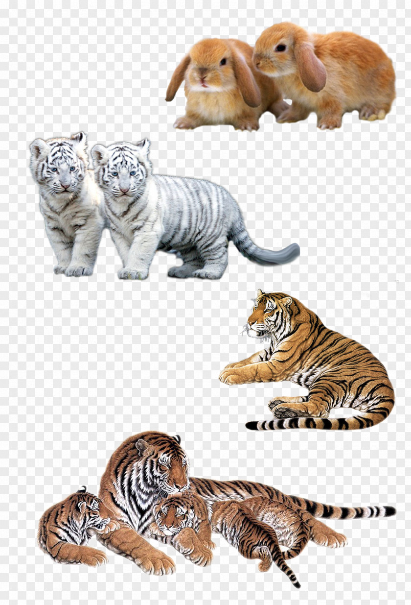 Rabbit Tiger Felidae Siberian Leopard Bengal White PNG