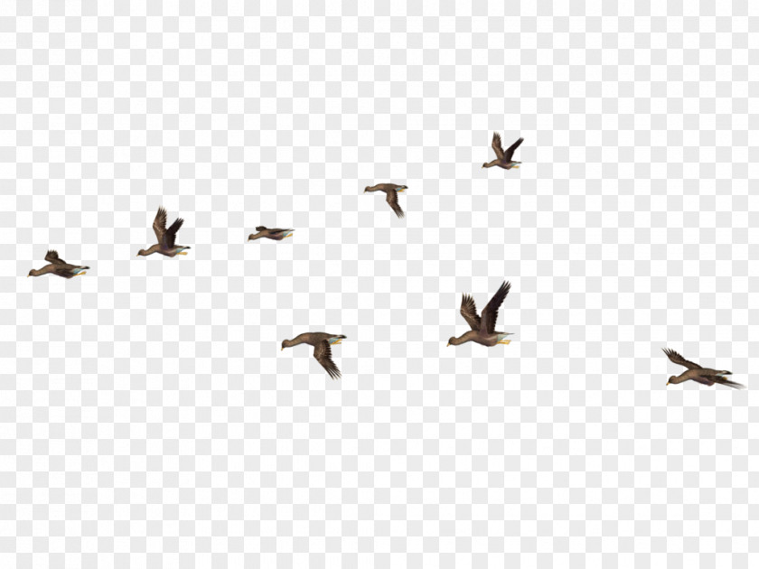 Bird Flight Clip Art PNG