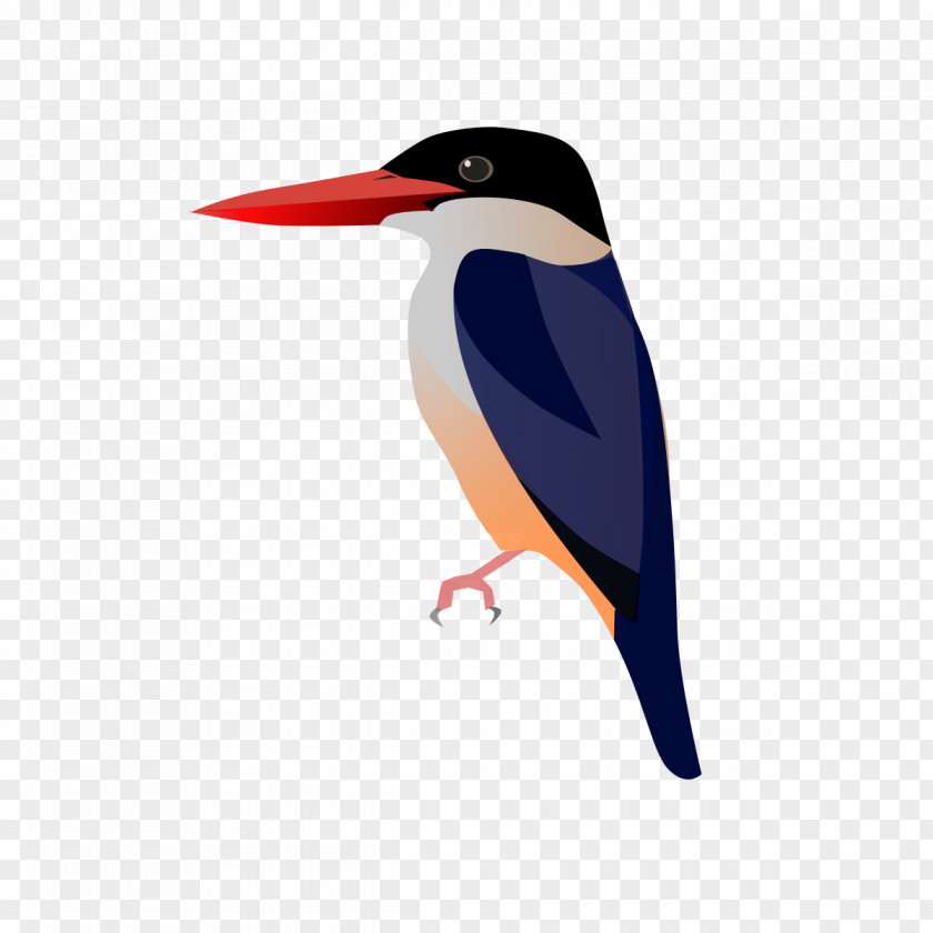 Bird Malay Wikipedia Indonesian Burung Pekaka Kupiah Hitam PNG
