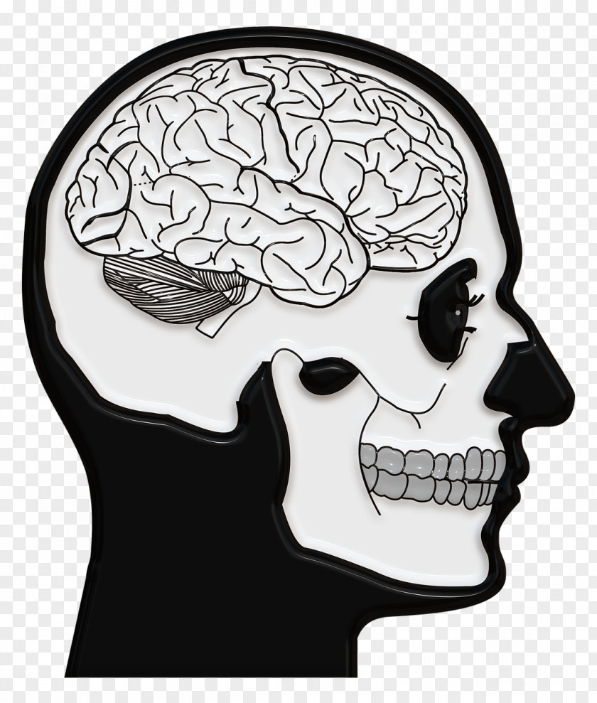 Brain Skull And Crossbones N-back Neuroscience PNG