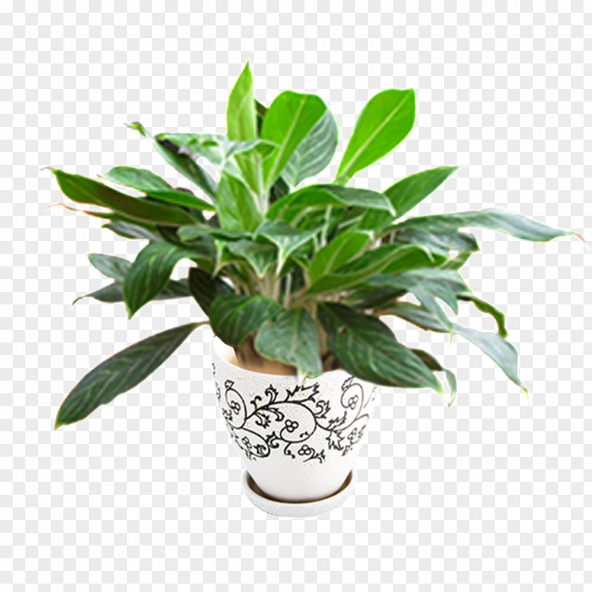 Flower Pot Flowerpot Streamline Plant Skull Garden Design POT CERAMIC PNG