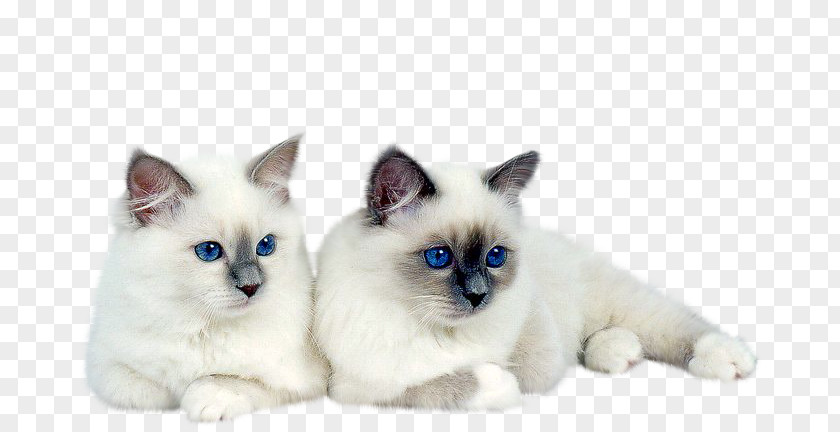 Kitten Siamese Cat PNG