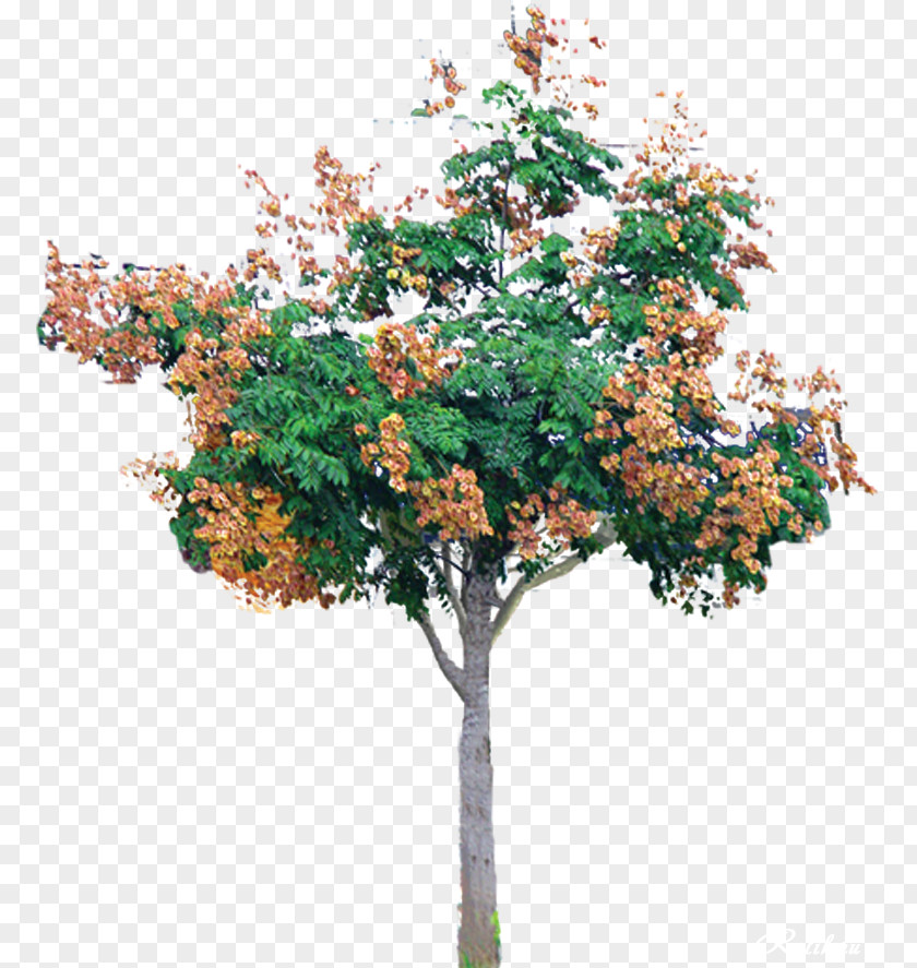 Gardening Decorative Tree Branch Christmas Shrub PNG