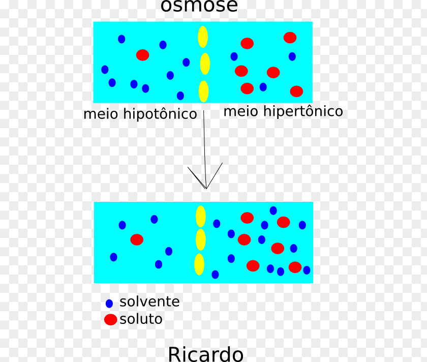 Moleculas Drawing Osmosis Diffusion Clip Art PNG