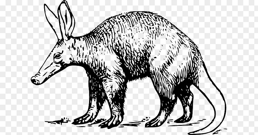 Pangolin Scales Aardvark Clip Art Openclipart Anteater Vertebrate PNG