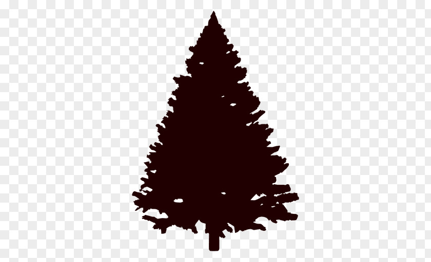 Pine Vector Fir Tree Conifers Evergreen PNG