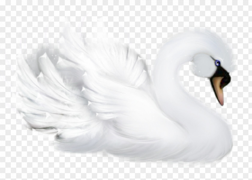 Swans Mute Swan Bird Goose Duck Cygnini PNG