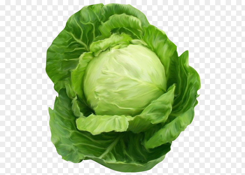 Cabbage Chinese Vegetable Clip Art PNG