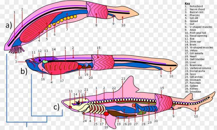 Skeleton Hand Hagfish Lancelet Shark Lamprey Anatomy PNG