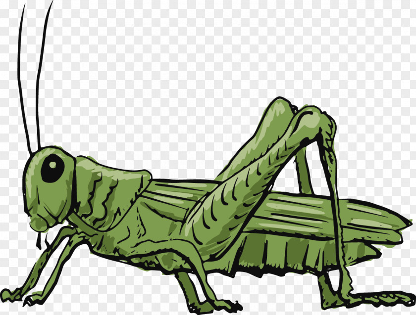 Vector Cricket Grasshopper Clip Art PNG