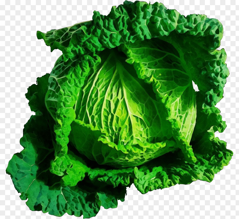 Wild Cabbage Cruciferous Vegetables Green Savoy Leaf Vegetable PNG