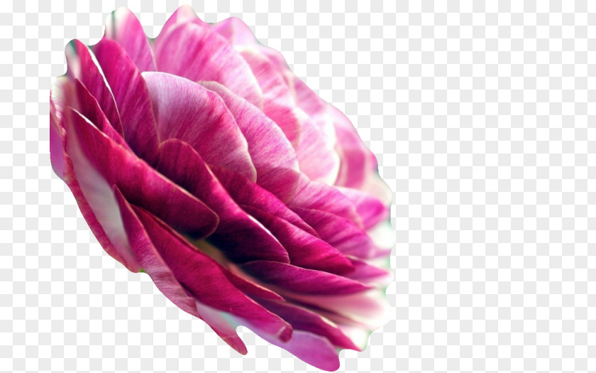 Flower Garden Roses Persian Buttercup Petal Desktop Wallpaper PNG