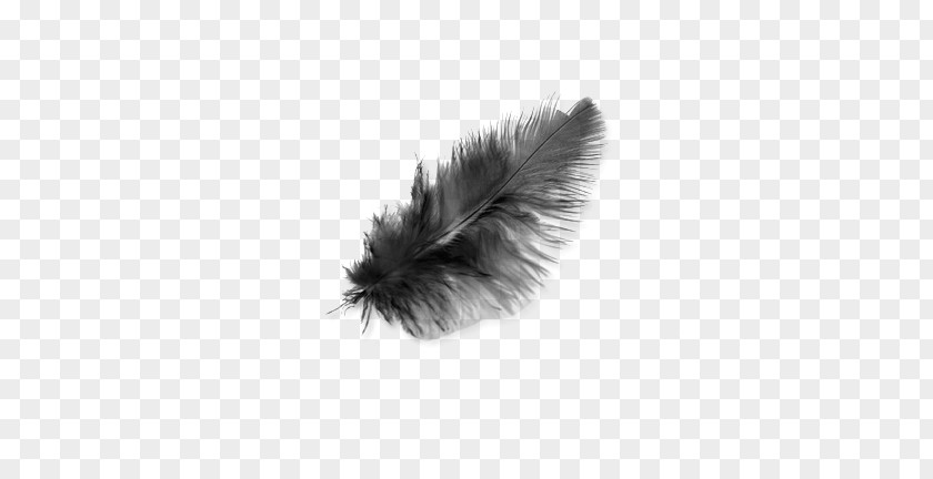 Light Black Feather PNG clipart PNG