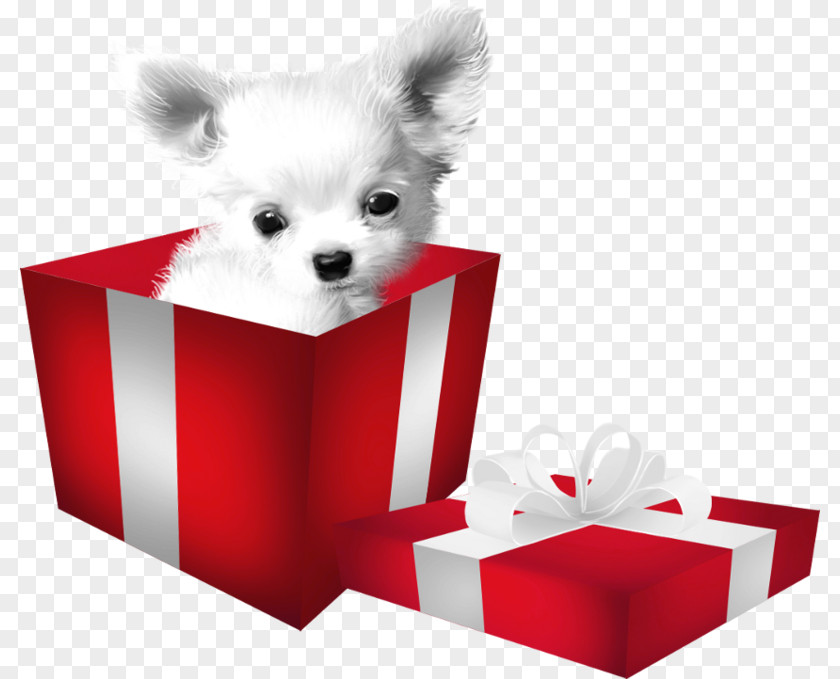 Puppy Pomeranian Companion Dog Breed PNG