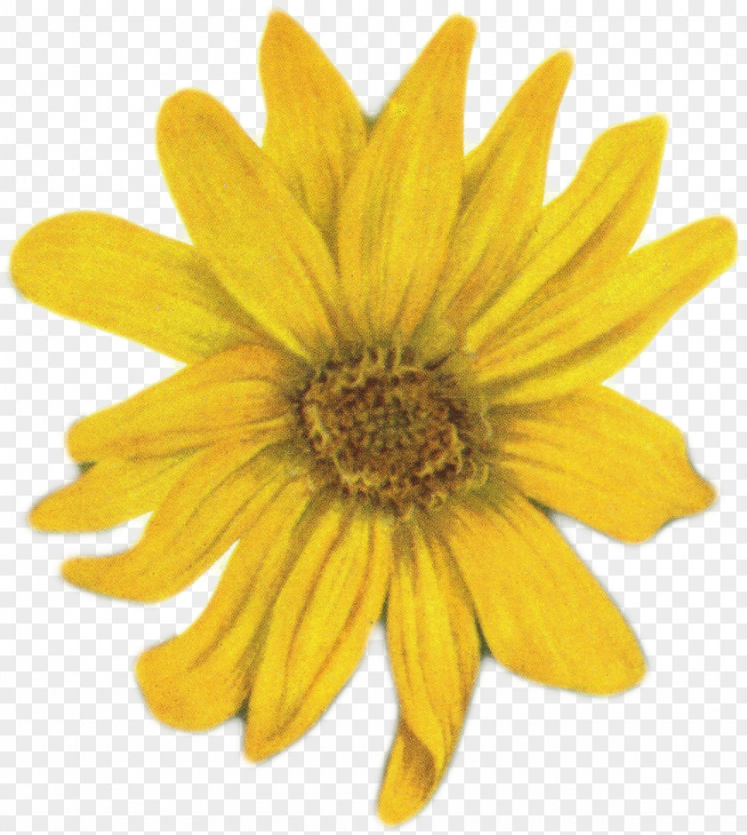 Sunflower Flower Yellow Common Daisy Clip Art PNG