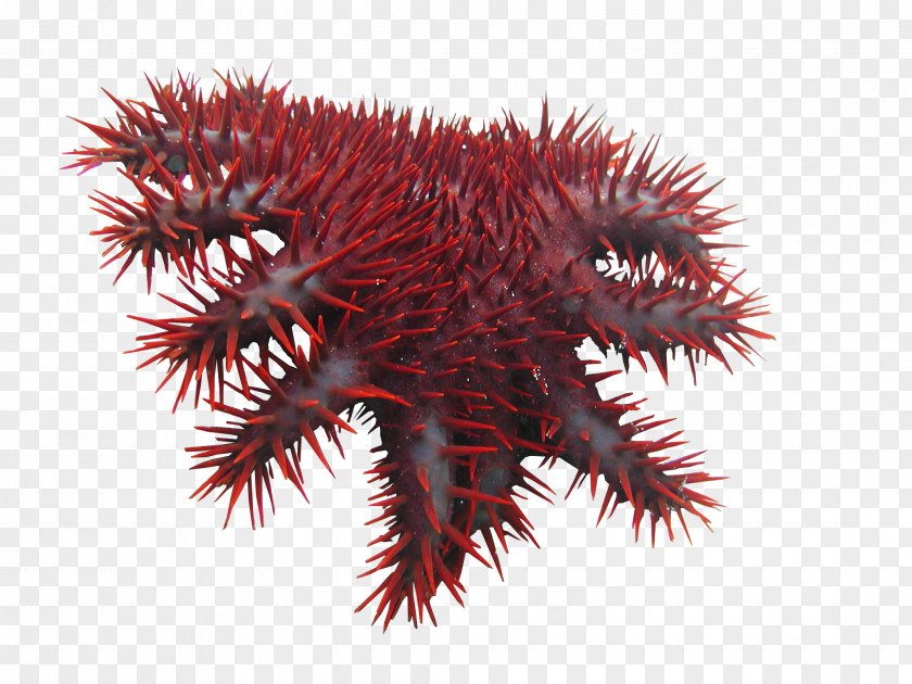 Thorn Crown-of-thorns Starfish Invertebrate Crown Of Thorns Thorns, Spines, And Prickles PNG