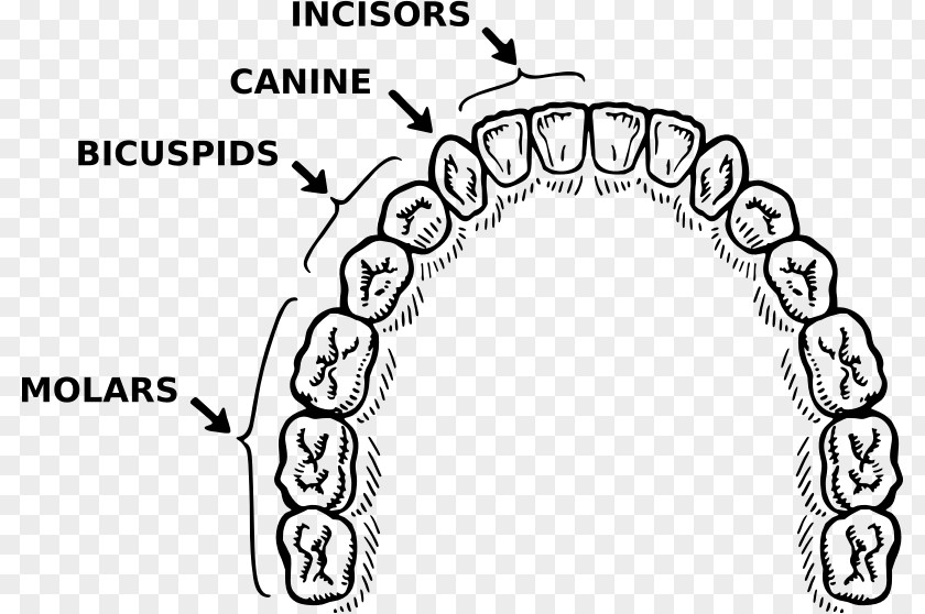 Toothbrush Human Tooth Dentistry Brushing Clip Art PNG