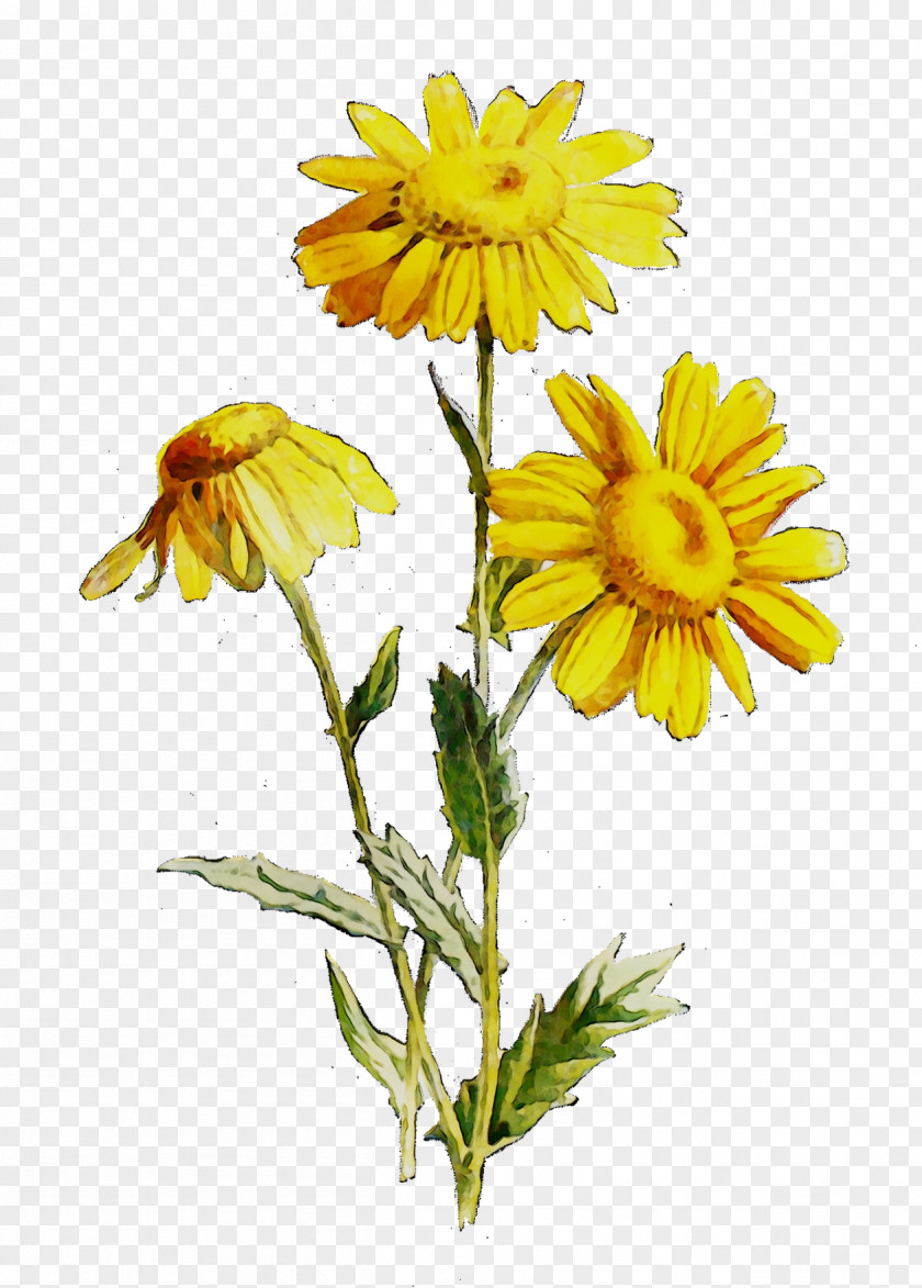 Crown Daisy Oxeye Marguerite Roman Chamomile Cut Flowers PNG