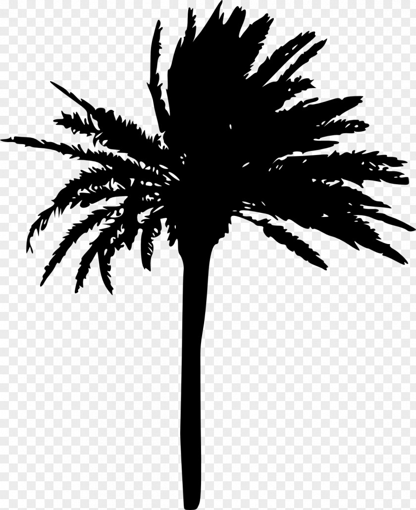 Palm Tree Arecaceae Woody Plant Sabal PNG